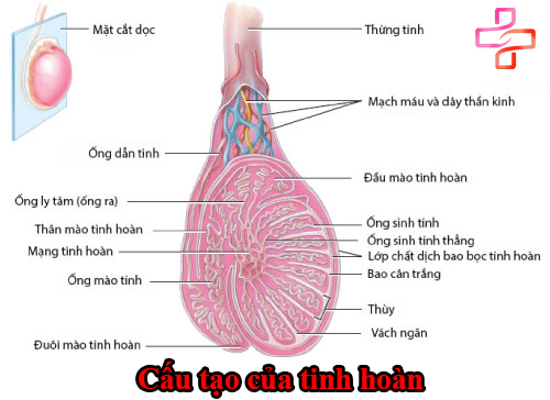 cau-tao-cua-tinh-hoan