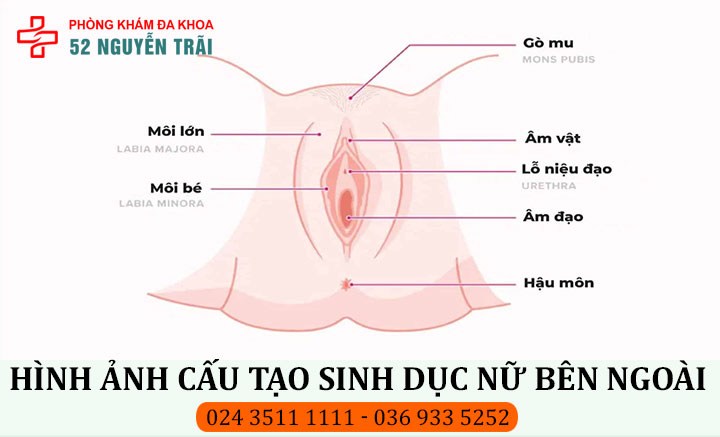 Hình ảnh 3d cấu tạo bộ phận sinh dục nữ bên ngoài