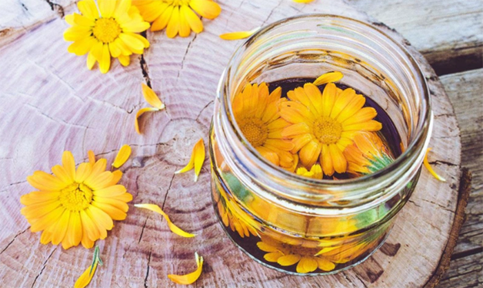 Chữa viêm bao quy đầu tại nhà bằng cúc Calendula